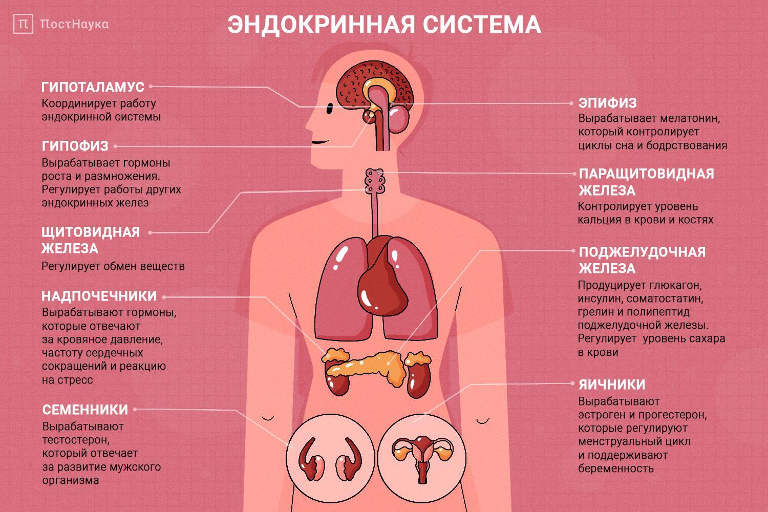 Самарская городская клиническая больница №8 Новости - Неделя профилактики  заболеваний эндокринной системы (в честь Всемирного дня щитовидной железы 25  мая)